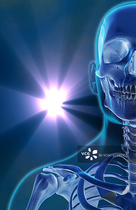 面部、颈部和肩部的骨骼图片素材