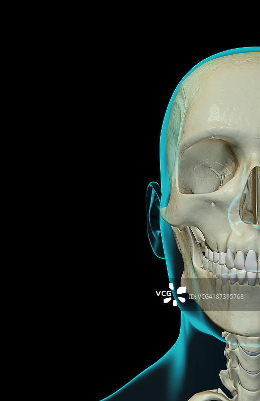 面部骨骼图片素材