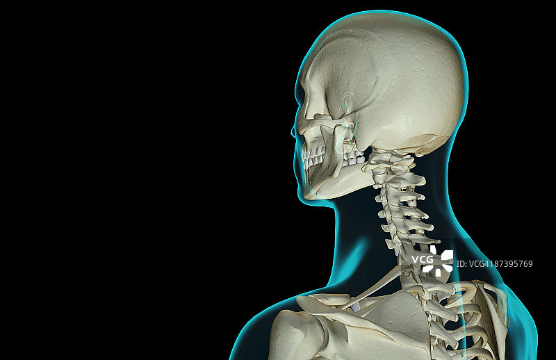 头部和颈部骨骼图片素材