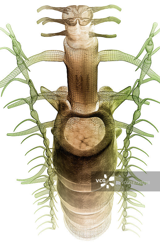 脊髓图片素材