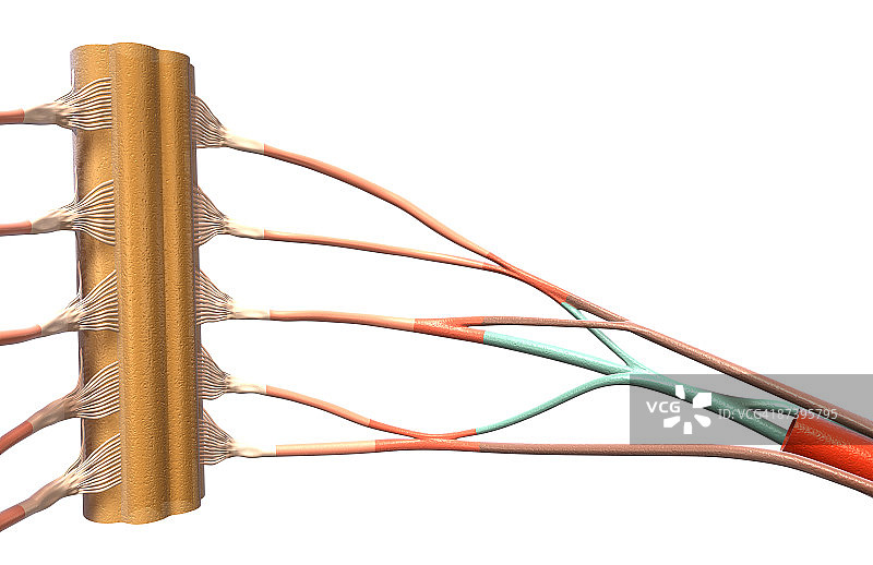 臂丛神经图片素材