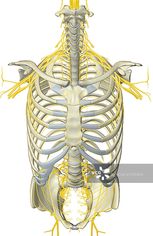 上半身神经图片素材