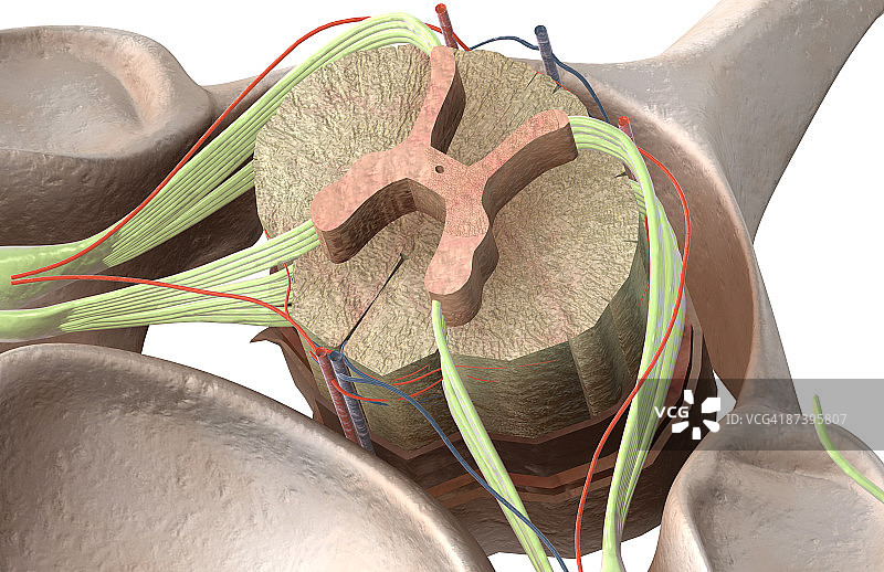 脊髓图片素材