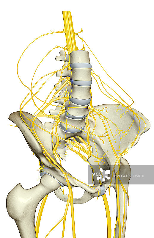 骨盆的神经供给图片素材