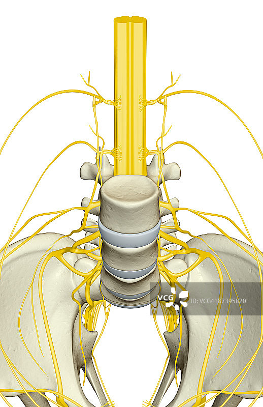 骨盆的神经供给图片素材