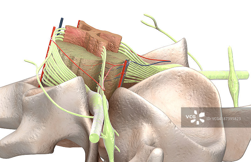 脊髓图片素材