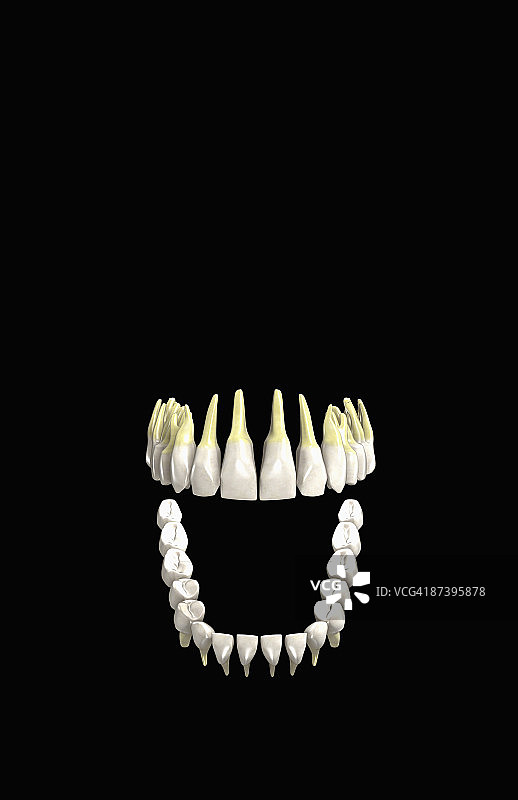 牙齿图片素材