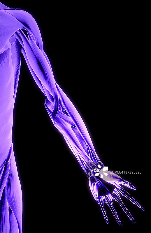 上肢肌肉图片素材