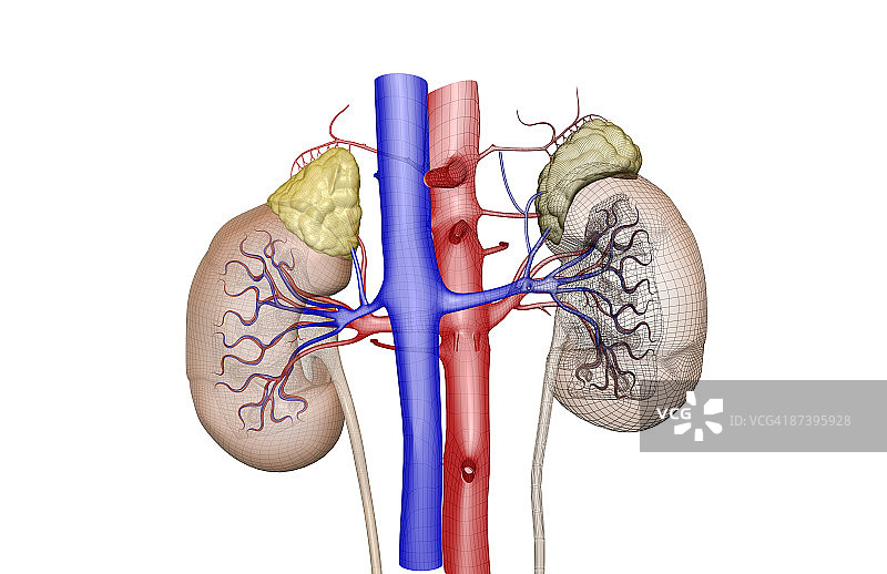 肾脏的血液供应图片素材