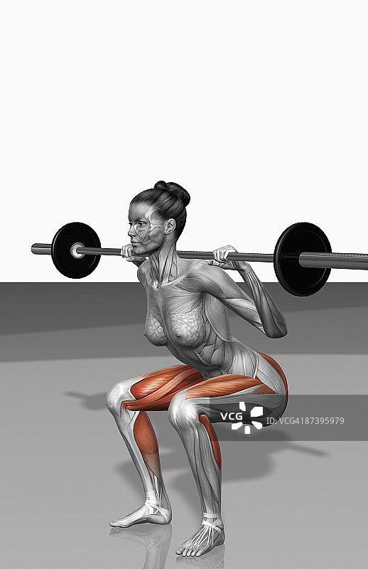 杠铃深蹲练习（1/2）图片素材