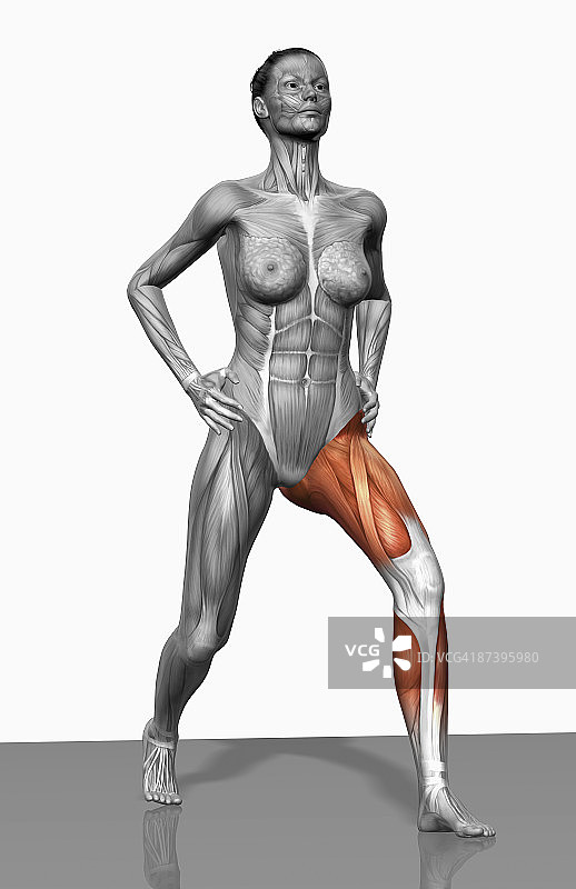 弓步练习（2之2）图片素材