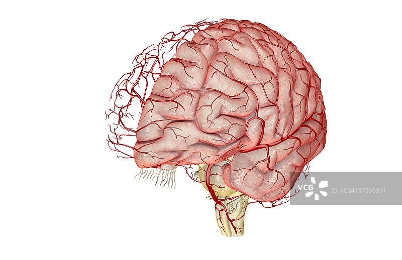 大脑动脉图片素材