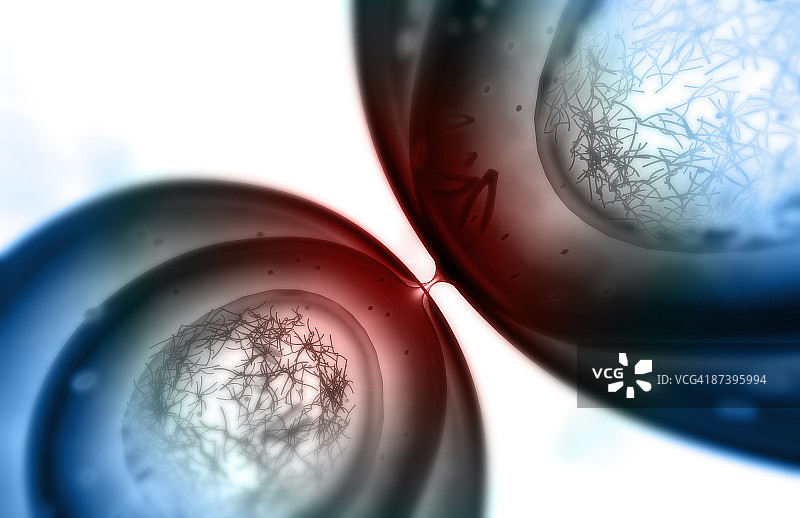 有丝分裂图片素材