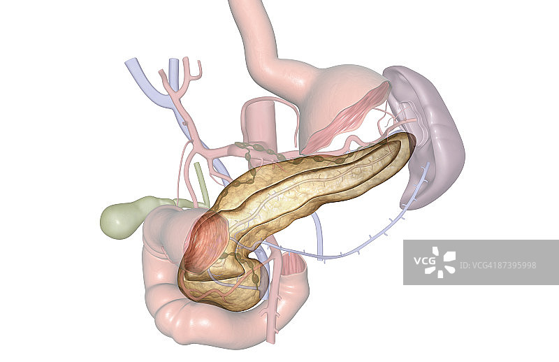 胰腺图片素材