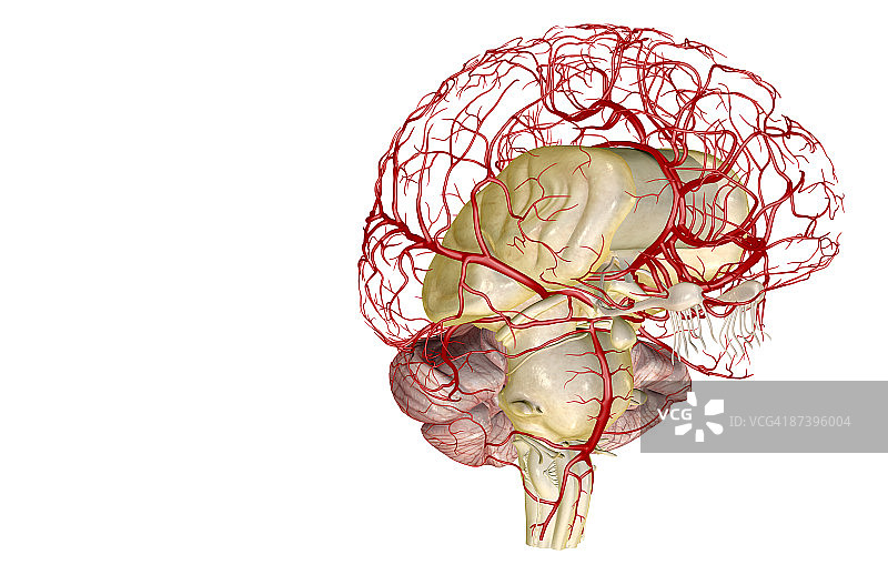 大脑动脉图片素材
