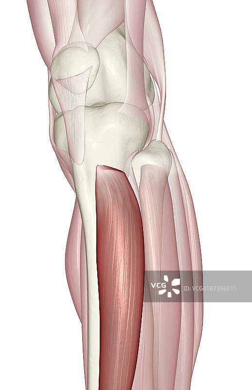 胫骨前肌图片素材