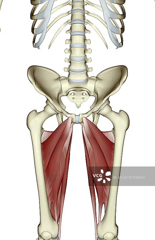 大腿肌肉图片素材