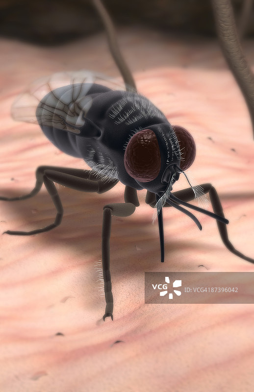 采采蝇图片素材