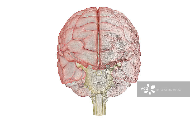 脑干图片素材