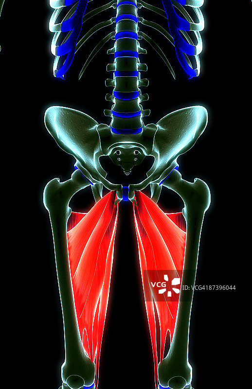 大腿肌肉图片素材