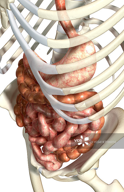 消化系统图片素材