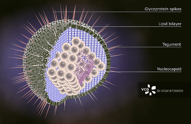疱疹病毒结构图片素材