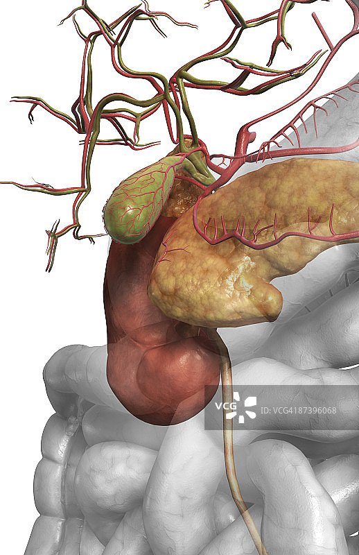 辅助消化器官图片素材