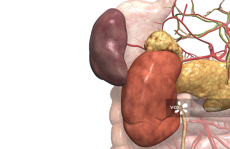 辅助消化器官图片素材