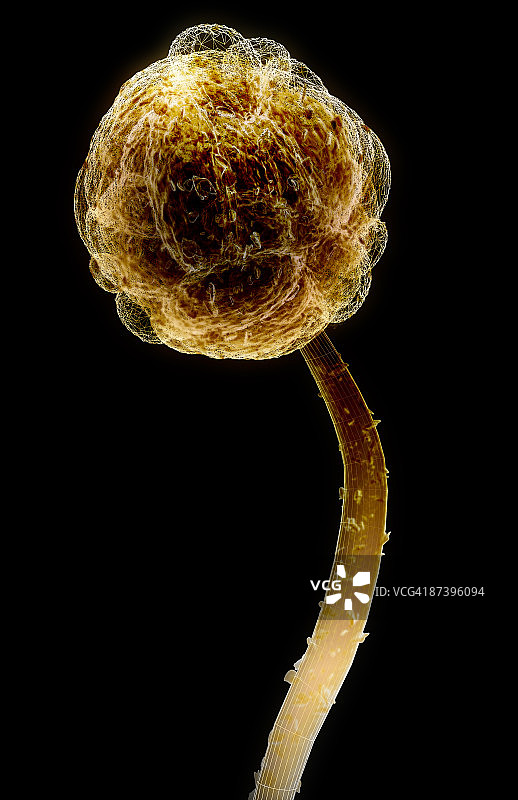 葡萄穗霉图片素材