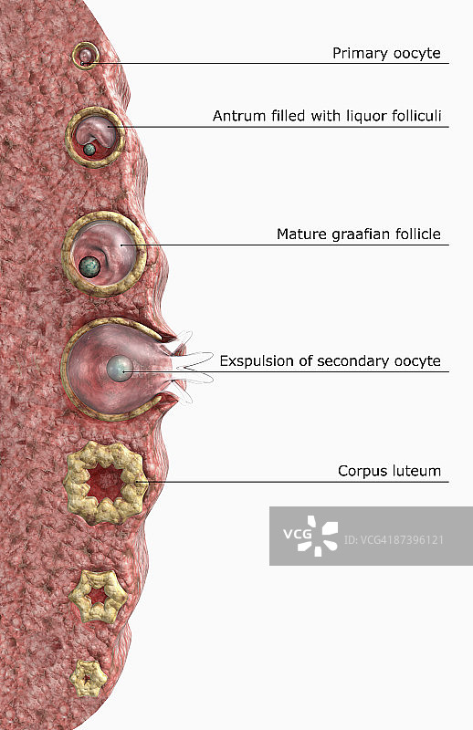 卵泡发生和卵子发生图片素材