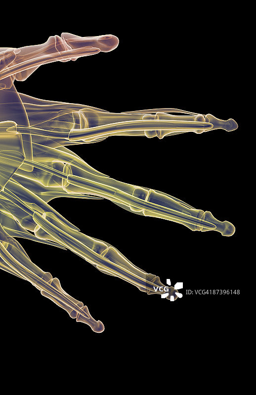 手指肌肉图片素材