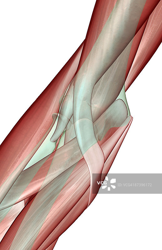 肘部的肌肉骨骼图片素材