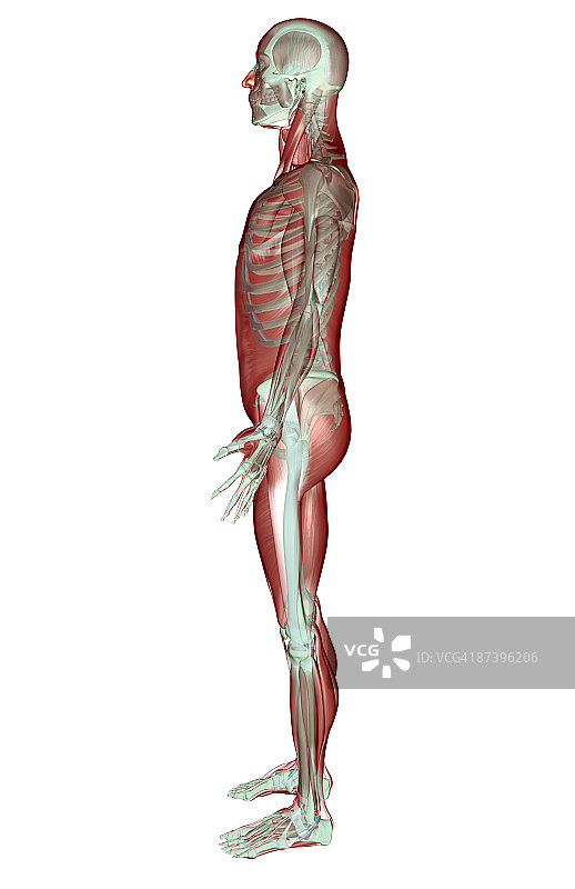 肌肉骨骼系统图片素材