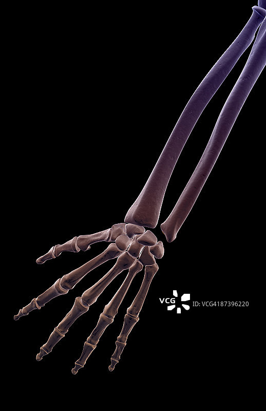 前臂骨骼图片素材