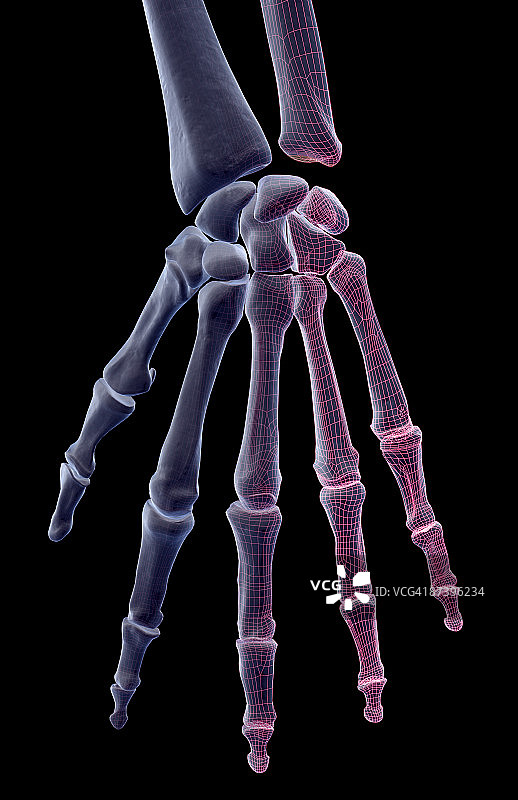 手的骨骼图片素材
