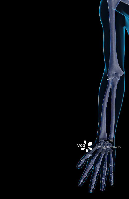 上肢骨骼图片素材