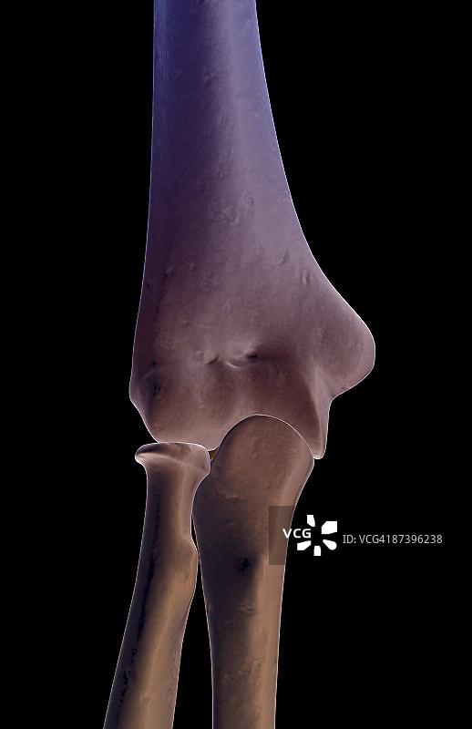 肘部骨骼图片素材