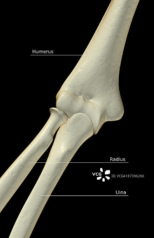 肘部骨骼图片素材
