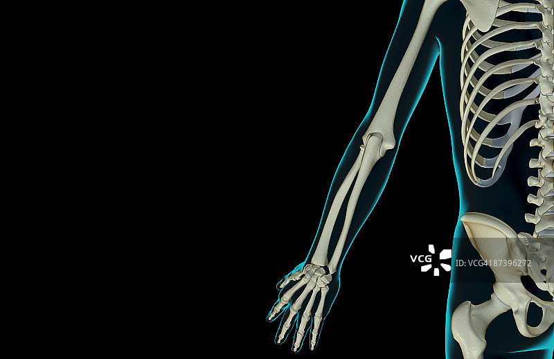 上肢骨骼图片素材