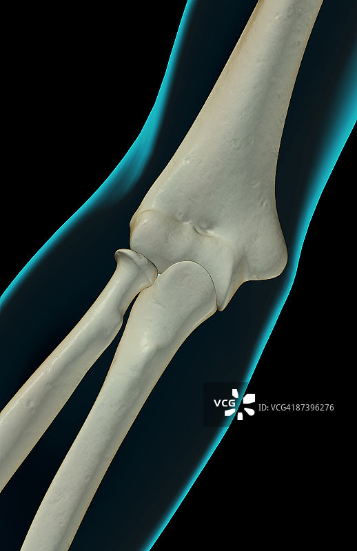 肘部骨骼图片素材
