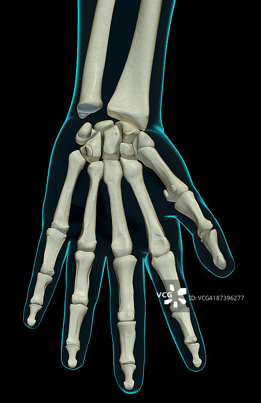 手的骨骼图片素材