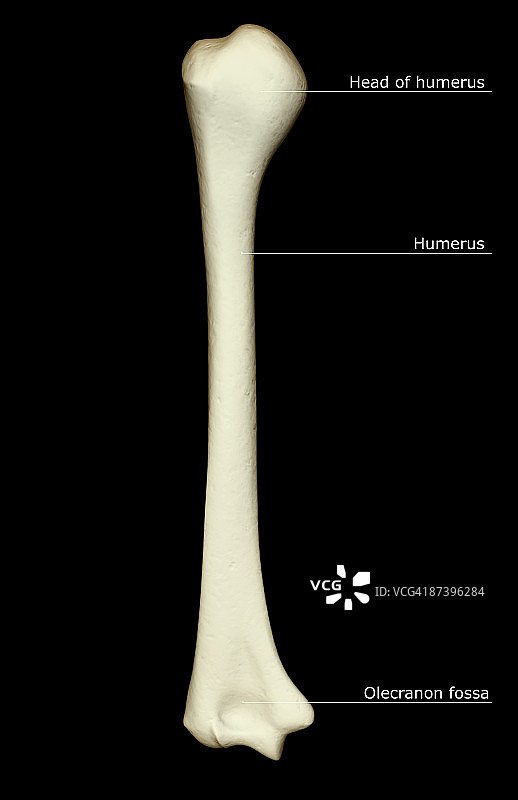 肱骨图片素材
