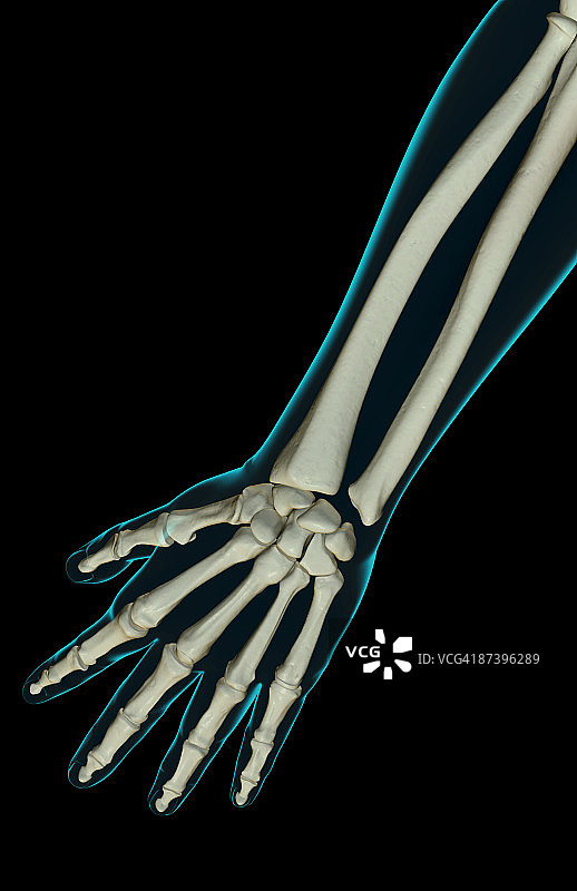 前臂骨骼图片素材