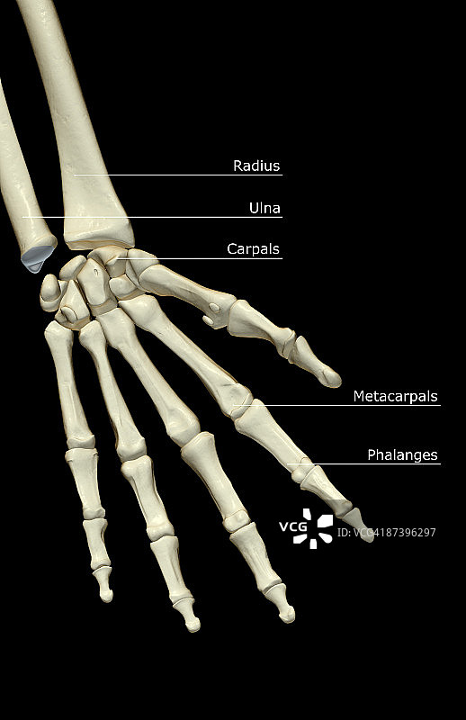 手的骨骼图片素材