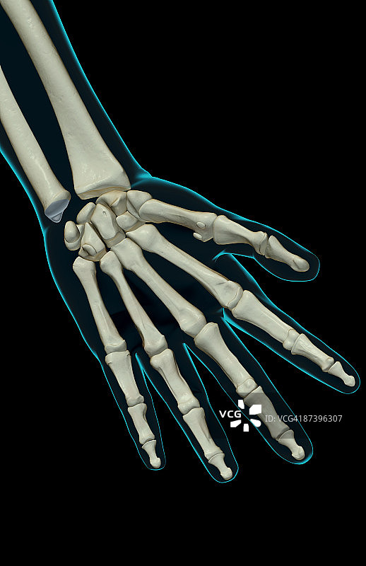 手的骨骼图片素材