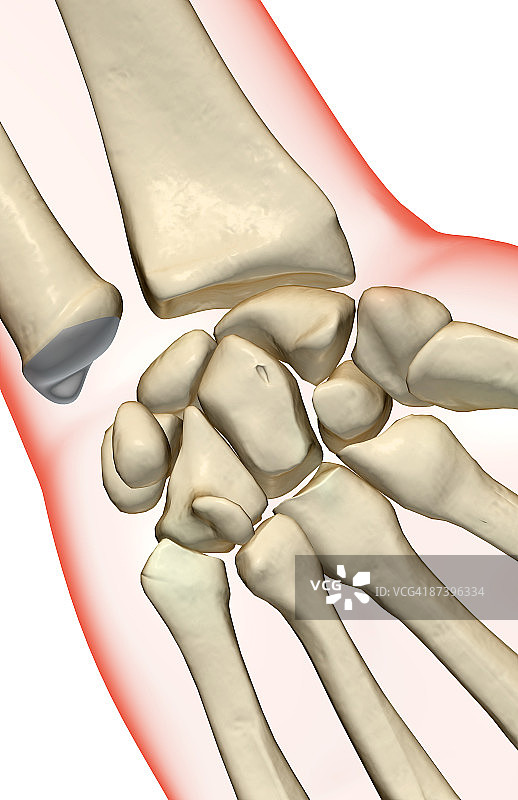 手腕骨骼图片素材