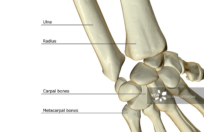 手腕骨骼图片素材