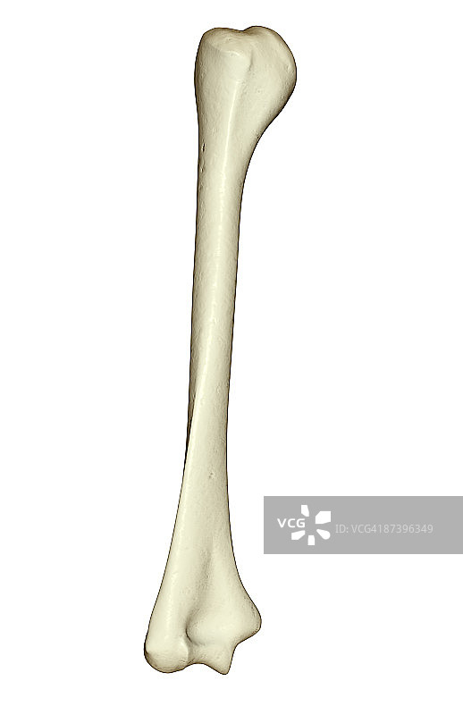 肱骨图片素材