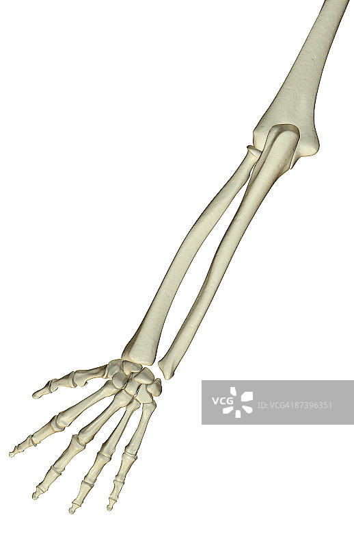 前臂骨骼图片素材