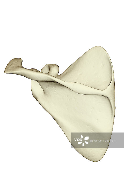 肩胛骨图片素材